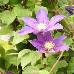 Duchess of Cornwall Clematis (Clematis The Duchess of Cornwall Evipo118) Img 2